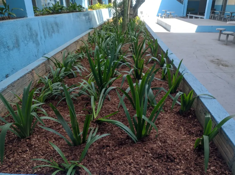 Plantio recém-executado de mudas em canteiro elevado com mulching